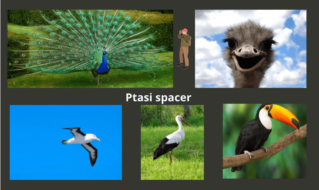 Ptasi spacer