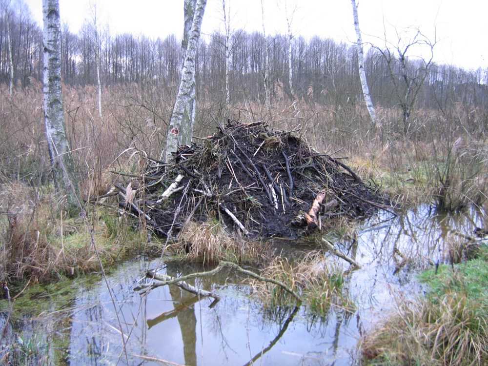 Bobry na Dzieciaku